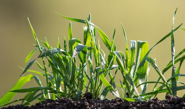 Germes de blé dans le sol gros plan sur un fond vert flou Gros plan de feuilles de blé poussant sur le terrain