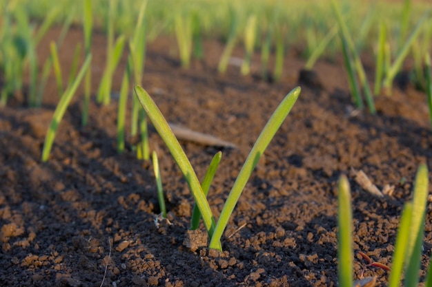 Germes de blé germés du sol jeunes grains en germination feuilles de grains germés