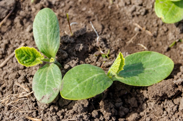 Germes de courgettes dans un potager