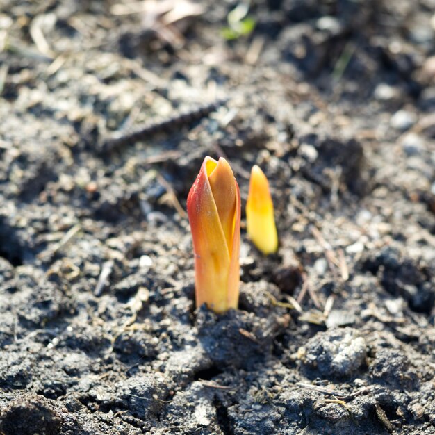 Germes de fleurs jaunes poussant dans le sol à la lumière du matin