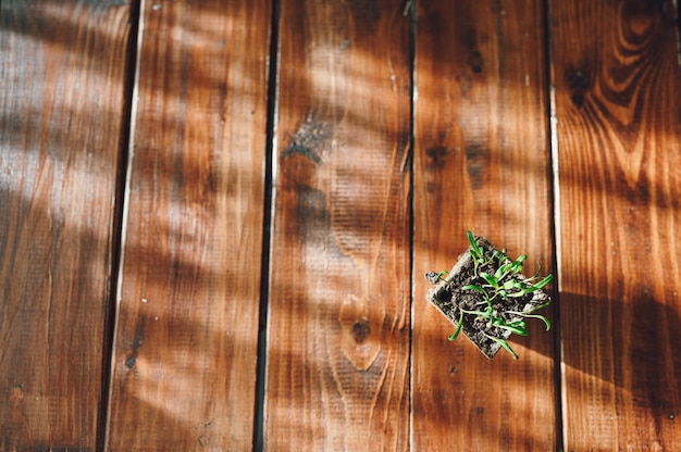 Germes frais, plante en pot biodégradable. Jardinage écologique à la maison