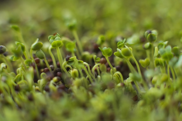 Germes de graines de brocoli microgreen