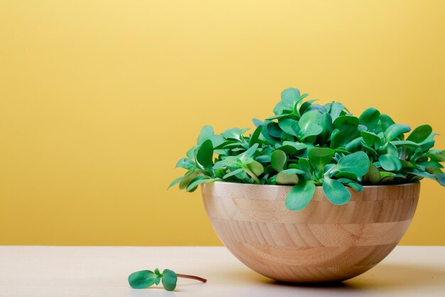 germes de graines de tournesol dans un bol