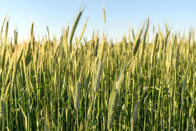 Germes de jeune blé vert Cultiver du seigle dans l'agriculture