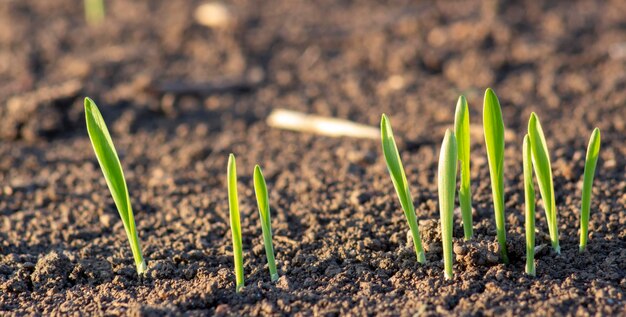 Les germes de jeune orge ou de blé dans le champ germent dans le sol des graines de céréales