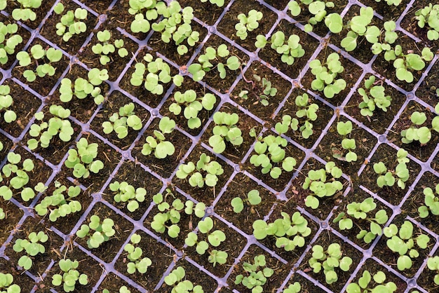 Germes de légumes en développement par la culture hydroponique