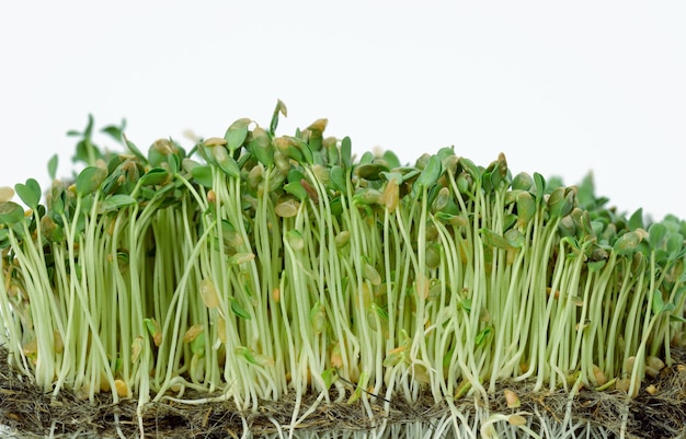 Germes de lin vert sur une surface blanche, microgreen utile sur une surface blanche, gros plan