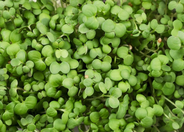 Germes de micro-verts close up background La vue de dessus