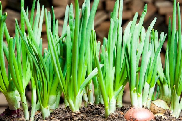 Germes d'oignons verts