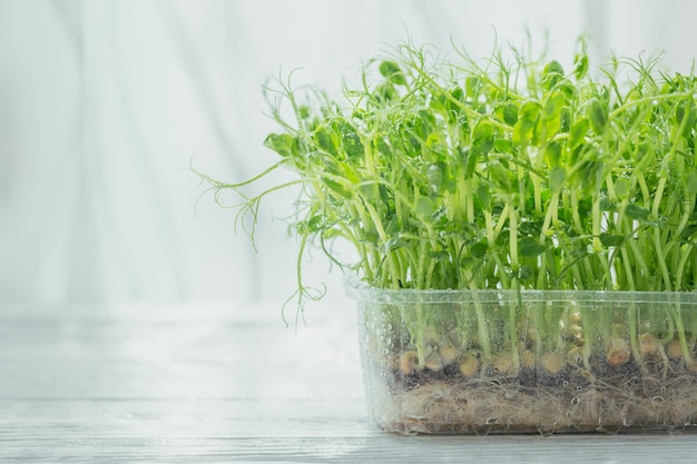 Germes de pois bio poussant dans une boîte en plastique sur fond blanc. Pousses crues fraîches, micro-légumes verts, concept d'aliments sains