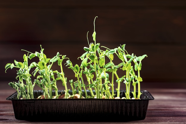 Germes de pois Microgreen sur une vieille table en bois