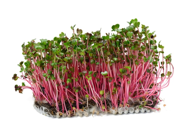 Germes de radis frais, microgreen sain pour salade et boissons sur fond blanc