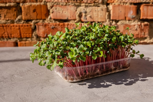 Germes de radis poussant des verts à la maison jeune pousse microgreen