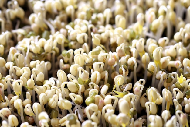 Germes de soja verts, Microgreen Organic