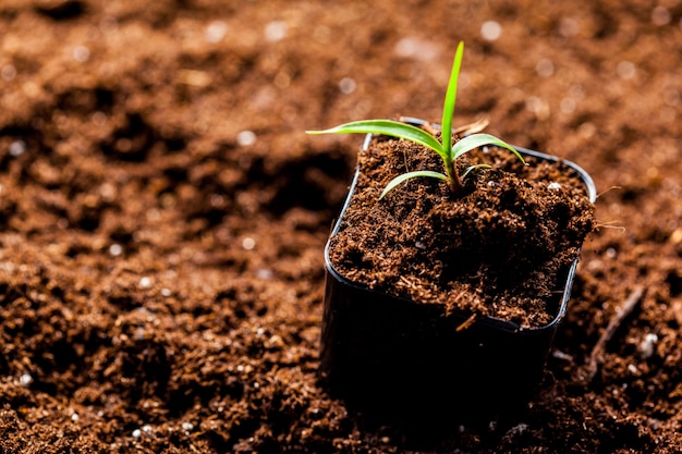 Des germes verts ont germé dans le sol