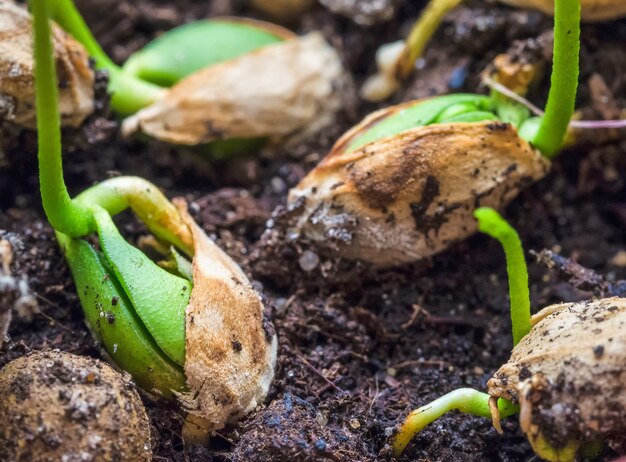 Germination des graines. Jeunes pousses de plantes. Fermer.