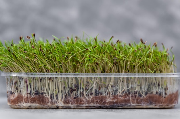 Germination des graines de micro-verts à la maison