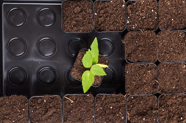 Germination des plantes dans un sol brun