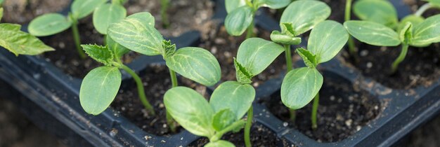 Germination de plants de concombres en pots avec engrais naturel en serre