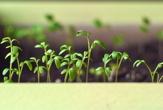 Photo la germination des plants dans une boîte.