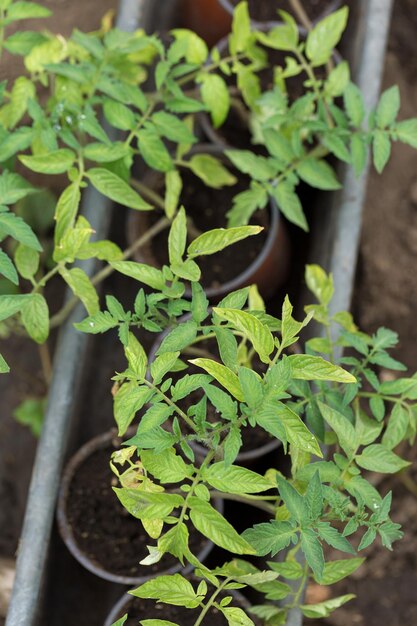 Germination de plants de tomates en pots avec engrais naturel en serre