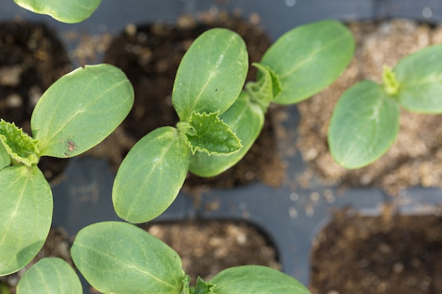 Germination de semis de concombres en pots avec engrais naturel en serre.