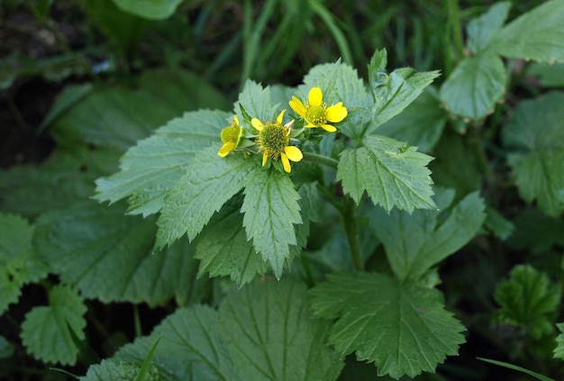 Geum aleppicum benoîte commune Geum urbanum ou giroflier