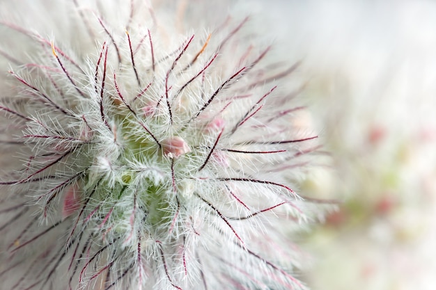 Geum rivale, la benoîte, est une plante à fleurs de la famille des Rosacées