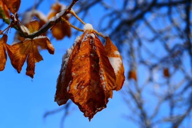 Photo gewohnliche rosskastanie aesculus hippocastanum est situé à juliusruh