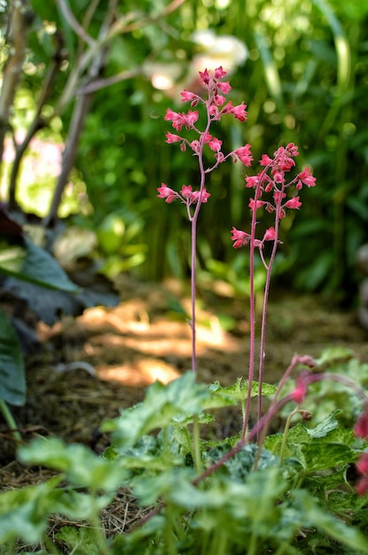 La geyhera verte pousse dans un jardin