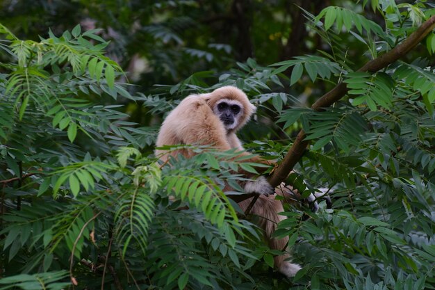 gibbon animal