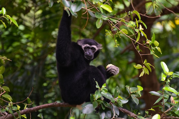 gibbon animal