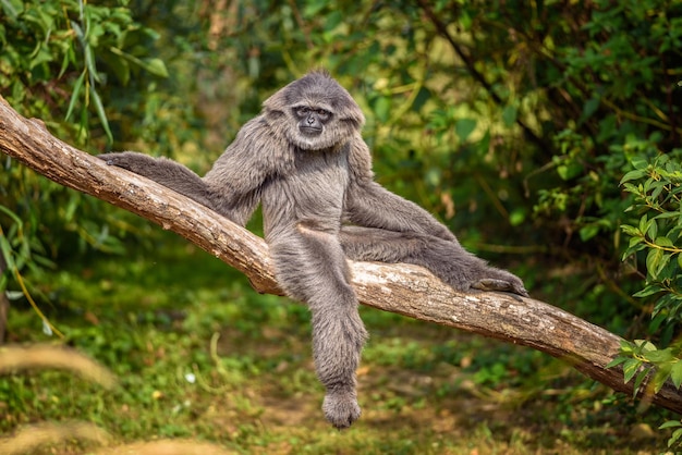 Gibbon argenté