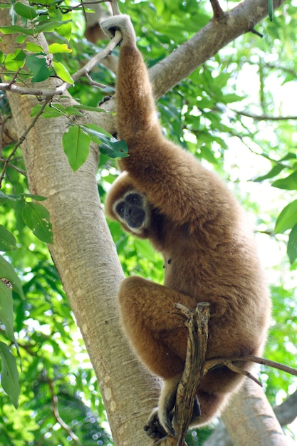 Gibbon assis sur la branche