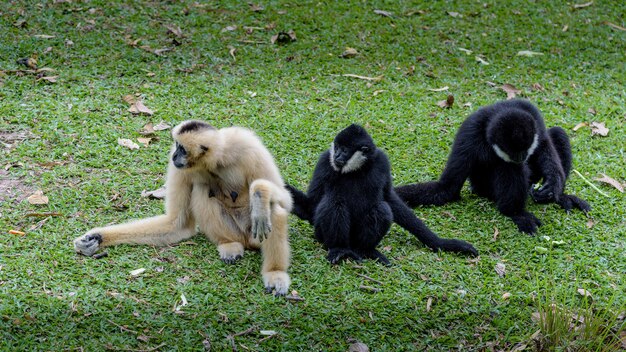 Photo gibbon au sol à la lumière du jour