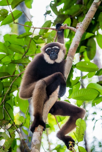 Gibbon est assis sur l'arbre. Indonésie. L'île de Kalimantan. Bornéo.