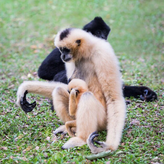 Gibbon à joues blanche ou gibbon de Lar.