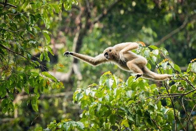 Gibbon à mains blanches sautant dans la forêt