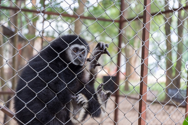 Gibbon solitaire derrière la cage dans le parc