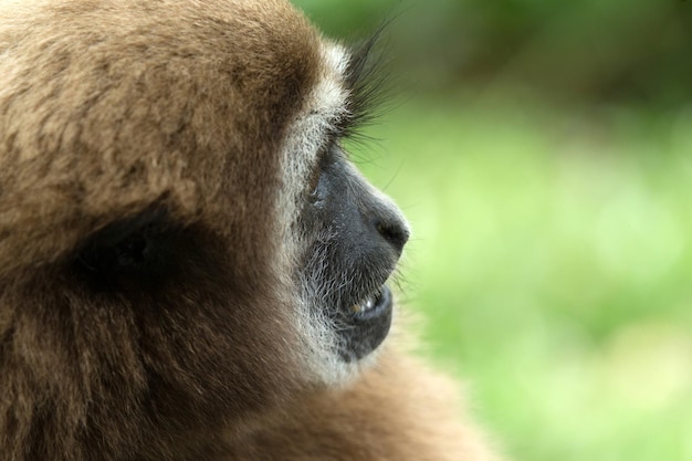 Gibbon