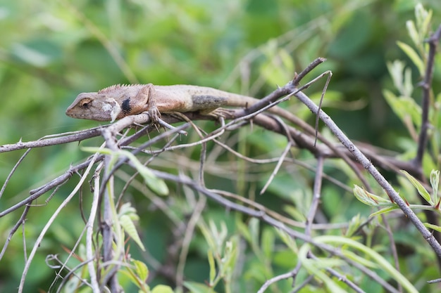 Gila grimper sur l&#39;arbre.