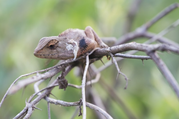 Gila grimper sur l&#39;arbre.