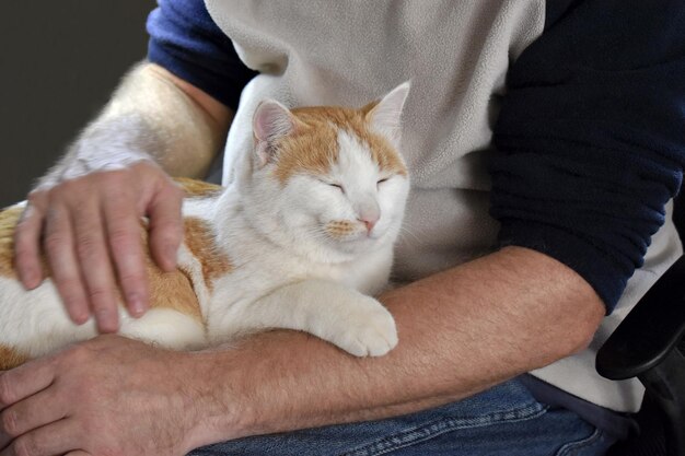 Gingembre et chat blanc assis sur le genou des hommes à la maison