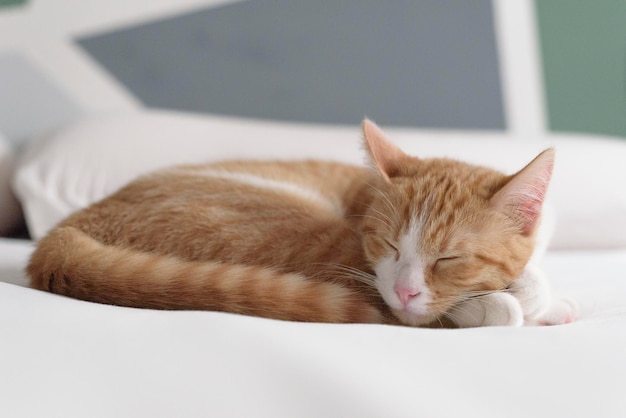 gingembre et chat blanc pendant une nuque au lit