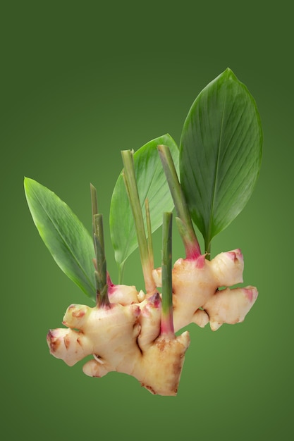 Gingembre et feuilles de gingembre isolés sur fond vert