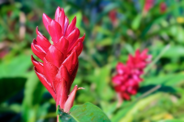 Le gingembre rouge ou Alpinia purpurata sont des plantes malaisiennes avec des fleurs voyantes poussant à partir de bractées rouges aux couleurs vives.