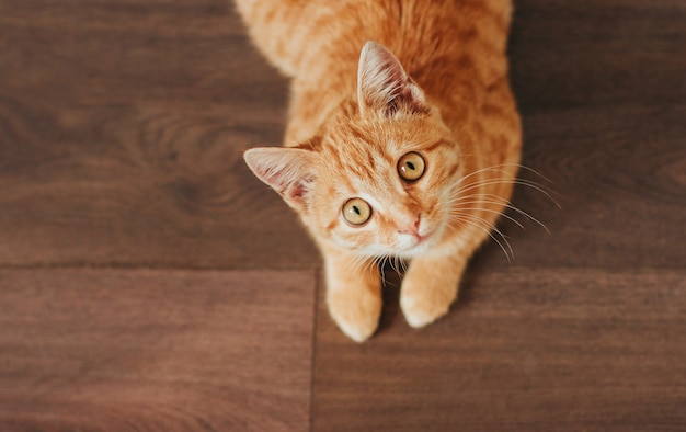 gingembre tabby chaton se trouve sur un plancher en bois et regarde