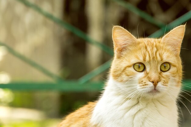 Ginger Cat dans la rue