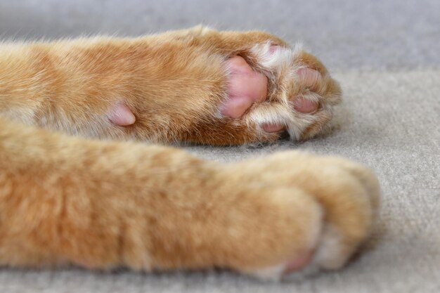 Ginger cat toe beans sur le tapis ou la moquette