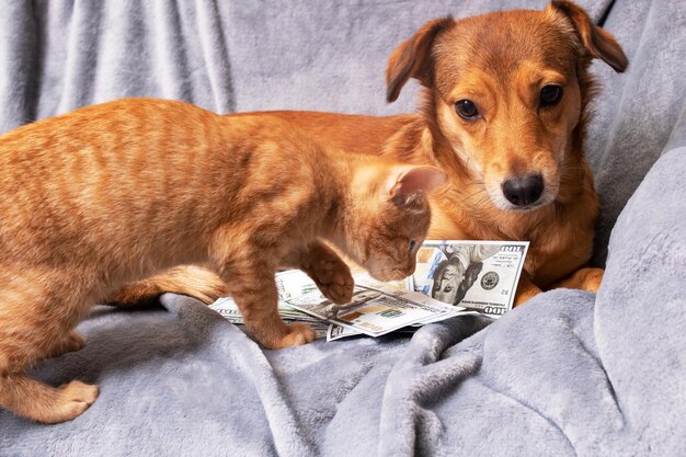 Ginger dog reniflant un tas de dollars et un chat